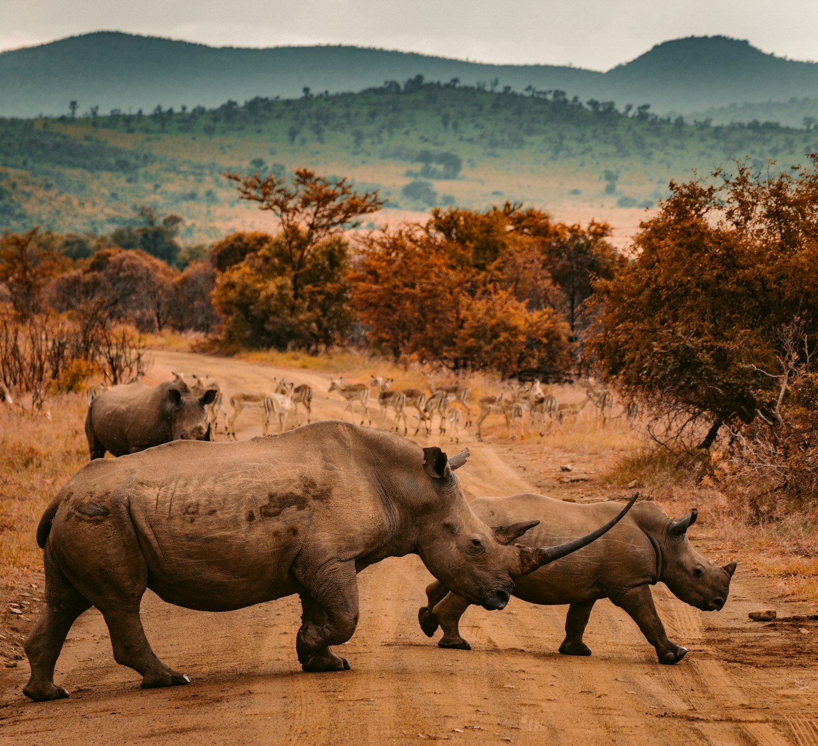 The Complete Guide to Planning Your First African Safari (2026)