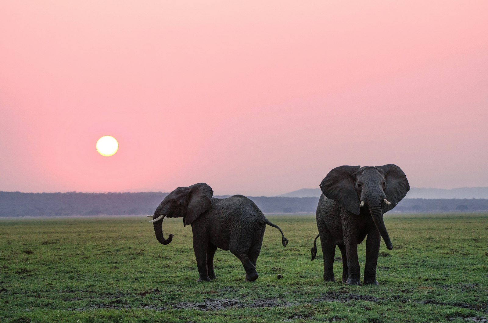 Maasai Mara vs Serengeti: Which Safari Destination is Right for You? (2026)
