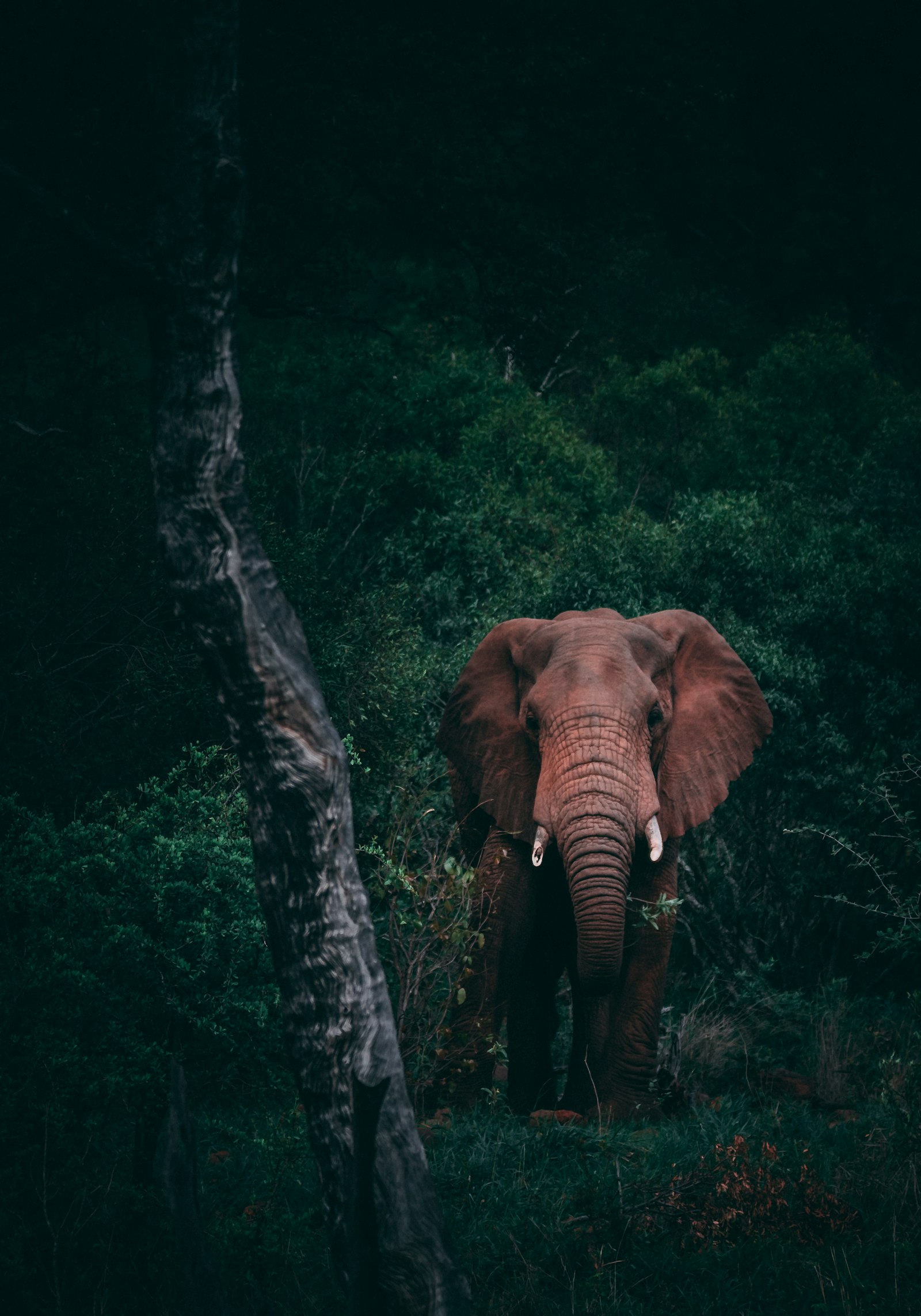 Rwanda vs Uganda for Gorilla Trekking: Which Should You Choose? (2026)