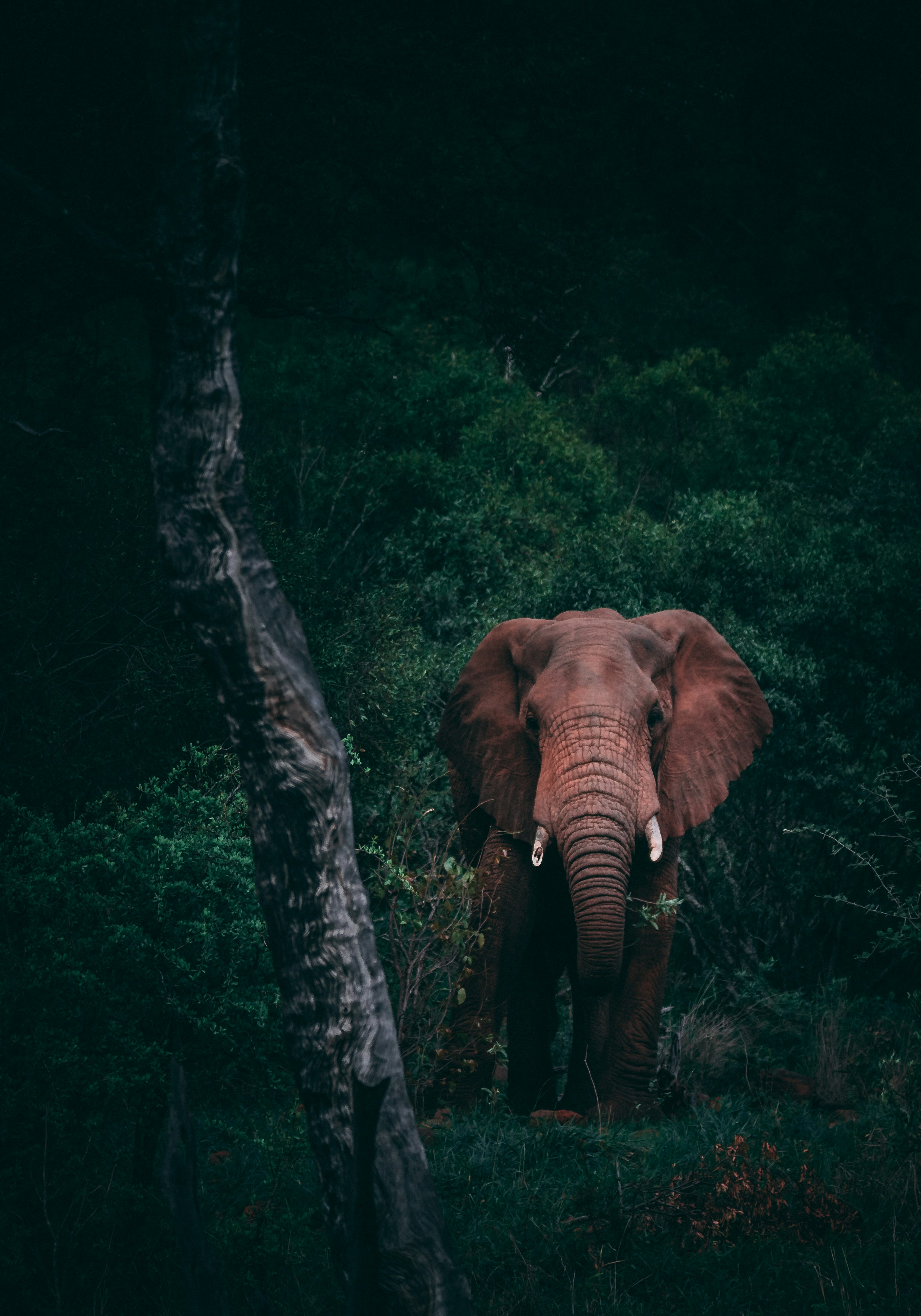 The Perfect 10-Day Uganda Itinerary: Gorillas, Chimps, Safari & Adventure (2026)